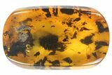 Fossil Booklouse (Psocoptera) In Baltic Amber #94038-1